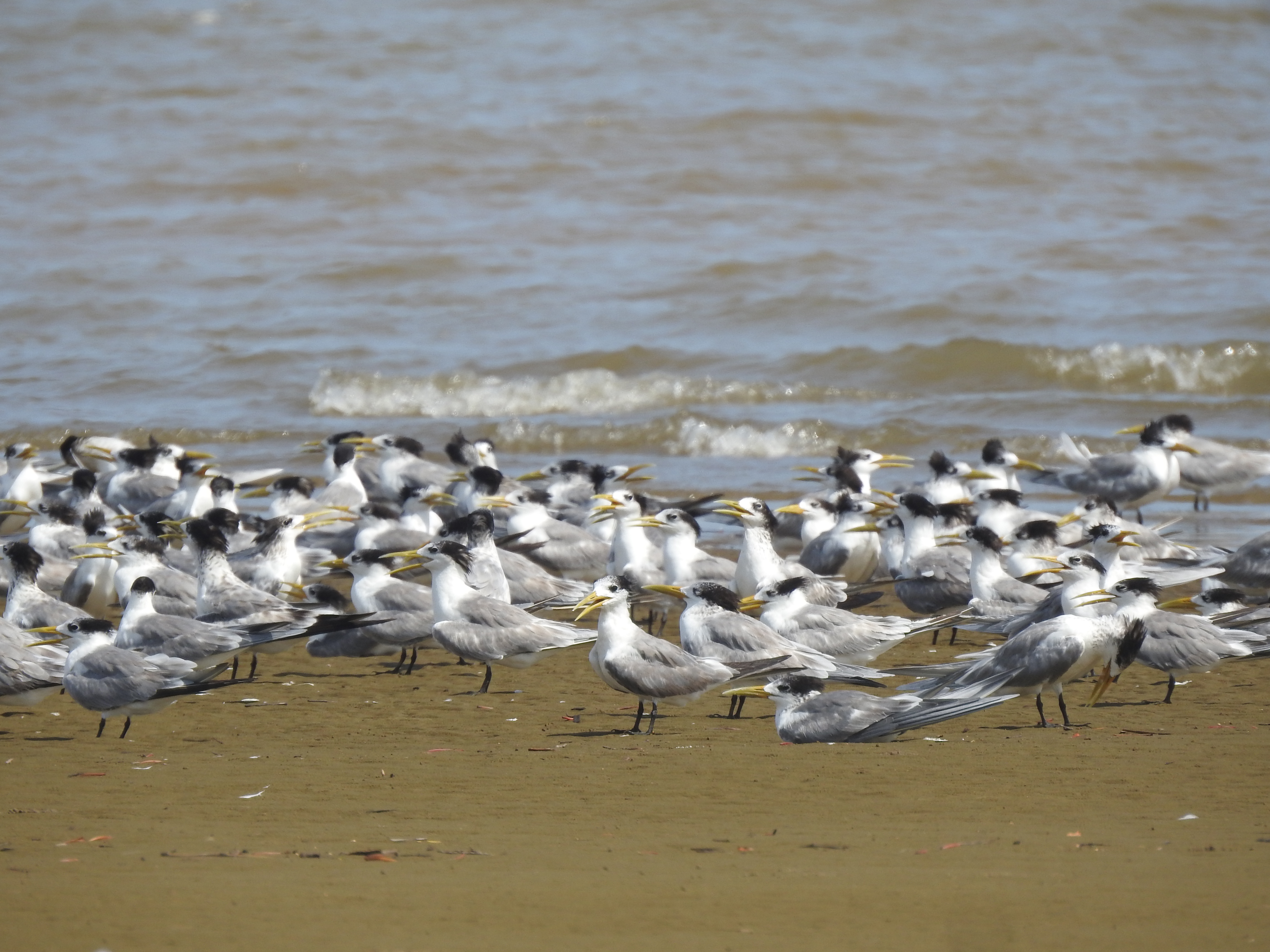馬來西亞沙巴沿海水鳥調查 2022/23 Coastline Waterbird Survey in Sabah, Malaysian Borneo 2022/23